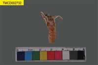 藏品(寄居蟹)的圖片